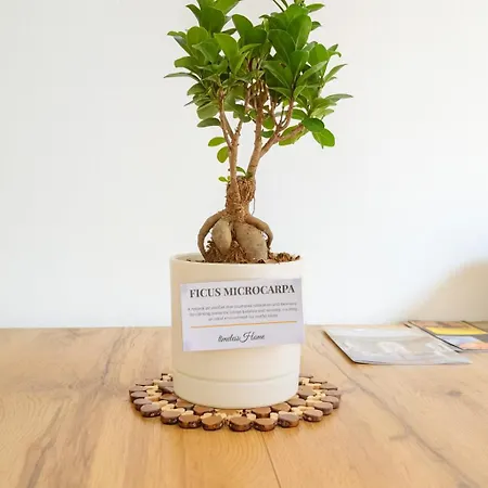 Timeless Deluxe Cinema